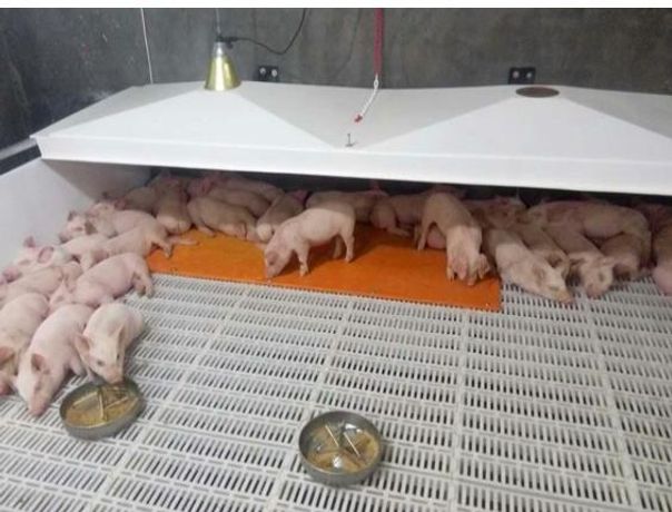 Qingdao - Pigsty Heating Mat