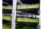Agritom Hydroponic Fodder Growing System - Video