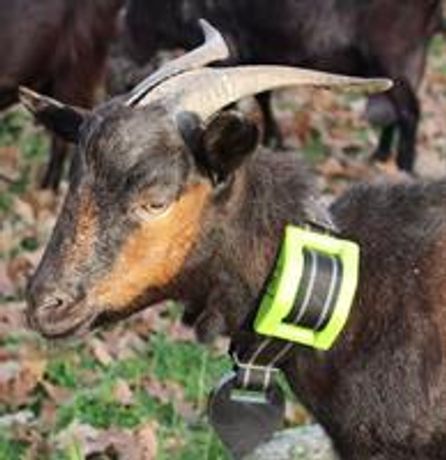 Digitanimal GPS Goat Trackers