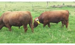 Cattle Watch - GPS and Satellite Cattle Tracking Systems