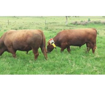 Cattle Watch - GPS and Satellite Cattle Tracking Systems
