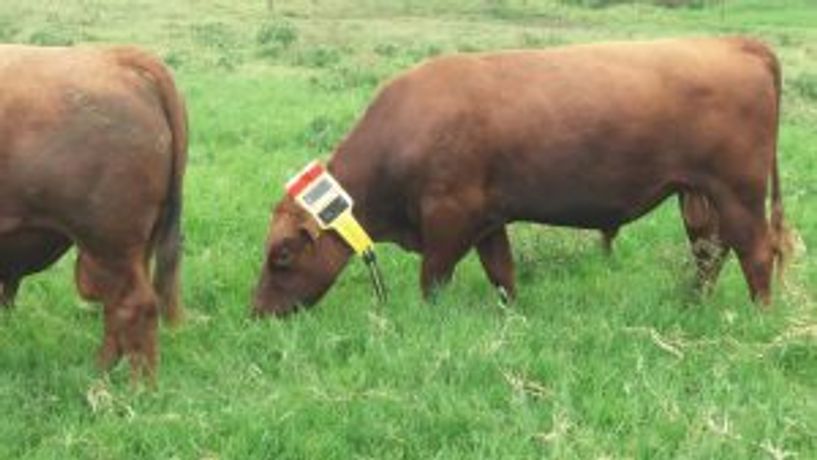 GPS and Satellite Cattle Tracking Systems-1