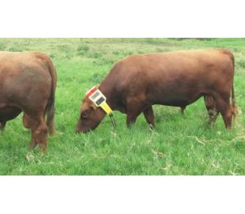 GPS and Satellite Cattle Tracking Systems-1