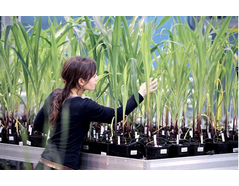 Plant Phenotyping in the Americas, One Year Later