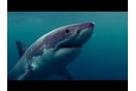 How SMART drumlines prevent shark attacks in Australia Video
