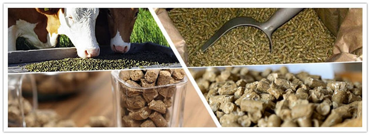 Superior Quality Cattle Feed Pellet Plant-2