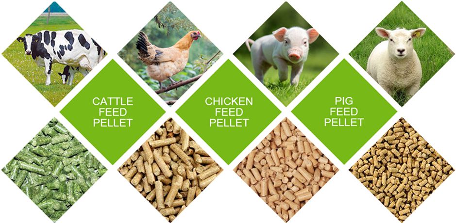Poultry Feed Pellet Machine Application For Pig Breeding-1