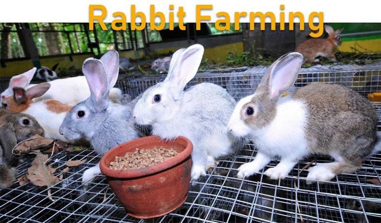 Rabbit Feed Pellet Machine On Sale-3