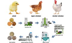 The Best Formula For Making Broiler Chicken Feed