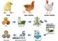 The Best Formula For Making Broiler Chicken Feed