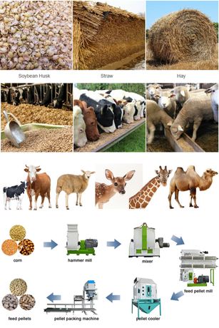 Ruminant Animal Feed Production Business Plan-4