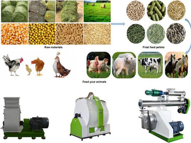 Poultry Feed Pellet Production Line Manufacturing Cattle Chicken Feed-1