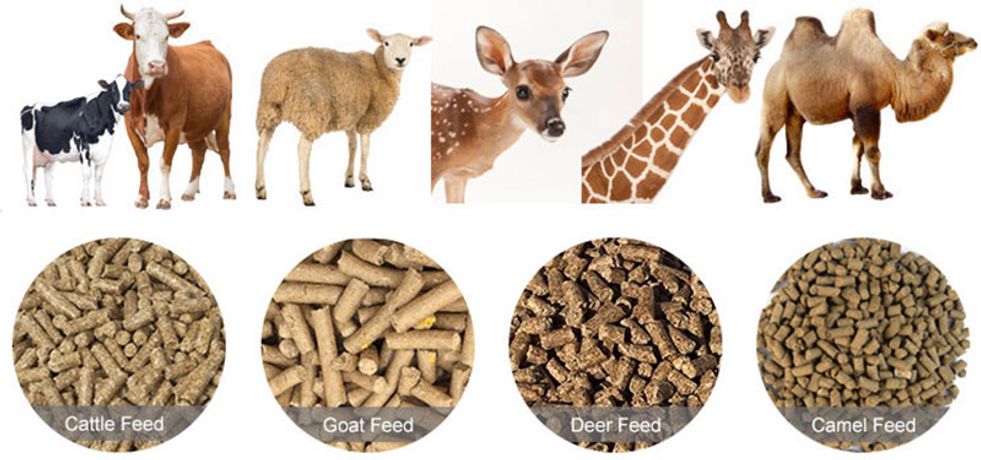 Ruminant Animal Feed Pellet Production Business Plan-1