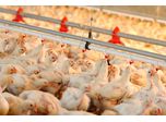 Feeding Ways Of Poultry