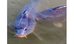 Tips For Catfish Farming Fish Feed Pellet Plant Supplier