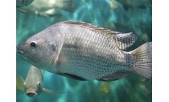 What Are The Common Feeds For Tilapia Breeding