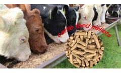 Things You Need To Know About Dairy Cattle Feed Pellets Formulations