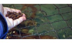 Feed Pellets to Your Fish in A Correct Way