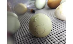 Beginner`s Guide to Hatching Eggs