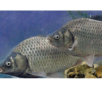 Fusmar - Model fish feed machine  - How To Raise Crucian Carp