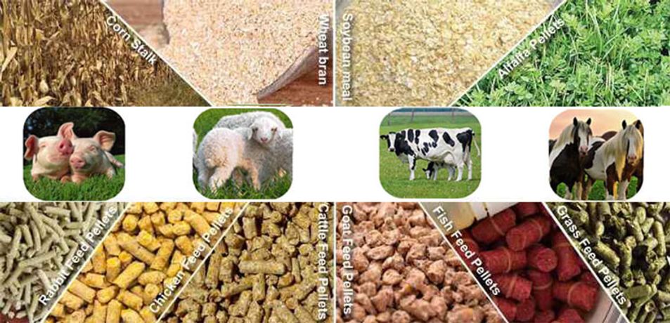 Fusmar - Model Feed Pellet Mill - Why Choose Feed Pellets For Your Poultry