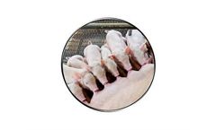 Agritech - Model Agromega - Essential Fatty Acid Supplement for Pigs