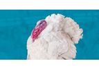 Hybrid Optima - Turkey Breeding Genetics Product