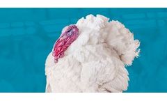 Hybrid Optima - Turkey Breeding Genetics Product
