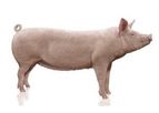 Hypor Libra - Swine Breeding Genetics Product
