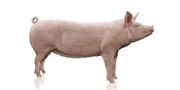 Swine Breeding Genetics Product