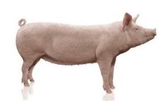 Hypor Libra - Swine Breeding Genetics Product