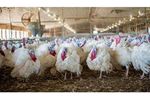 Hybrid Converter - Turkey Breeding Genetics Product
