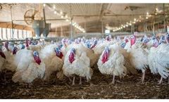 Hybrid Converter - Turkey Breeding Genetics Product