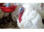 Hybrid - Model XL - Turkey Breeding Genetics Product