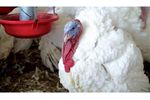 Hybrid - Model XL - Turkey Breeding Genetics Product