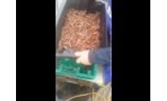 Shrimp Grader Tray Video