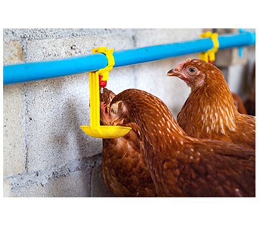 Electrochlorination for animal hygiene - Agriculture - Poultry-1