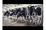 FLACO (Milking Parlour for Cows) Video
