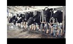 FLACO (Milking Parlour for Cows) Video