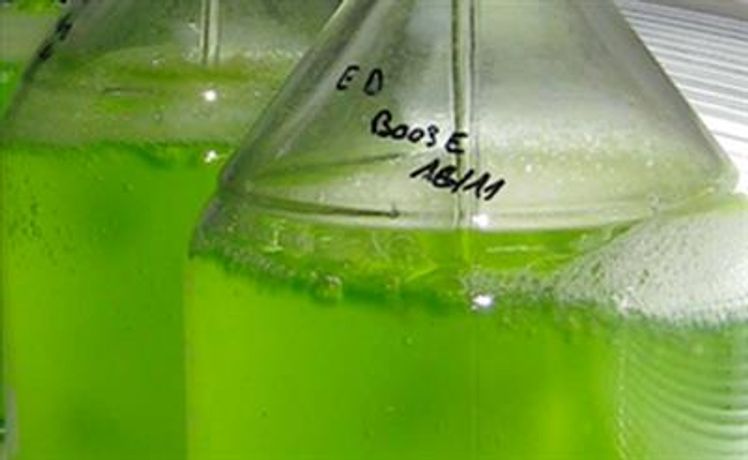 Greensea - Living Phytoplankton Liquid