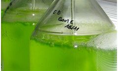Greensea - Living Phytoplankton Liquid