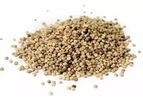 Bharat Agro - Hydrocolloids Guar Seed