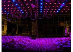 Greenhouses LED-Lighting