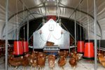 Agile - Model 4250 - Mobile Chicken Layer Housing