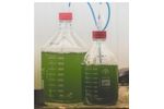Neoalgae - Spirulina Grow Kit