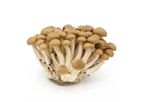 Model Buna shimeji - Fresh Bunashimeji Mushrooms