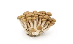 Model Buna shimeji - Fresh Bunashimeji Mushrooms