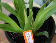 Orchid Grower’s observations 4 months into Fern Fibre Substrate trial