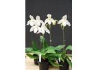 Perfect Conditions for Thriving Orchids