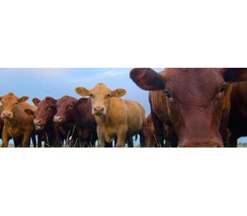 AMTS - GrowingCattle Beef and Feedlot Software